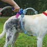 Folding Ring-Shaped Pet Grooming Shower - MekMart