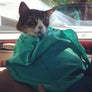 Cat Carrier Pouch + FREE SHIPPING - MekMart