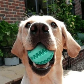 Dog Teeth Cleaning Ball